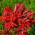 Lobelia cardinal (ljubičasta, lobelia cardinalis): crvena, akvarij, vatrena